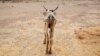 FILE - An emaciated cow walks in an open field in Gelcha village, one of the drought-stricken areas of Oromia region, in Ethiopia, April 28, 2016.