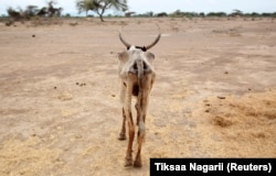 FILE - An emaciated cow walks in an open field in Gelcha village, one of the drought-stricken areas of Oromia region, in Ethiopia, April 28, 2016.