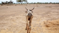In Ethiopia, Worst Drought in 50 Years