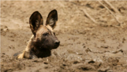 A critically endangered African wild dog lies in a waterhole after eating a Bushbuck in the Mana Pools National Park, a World Heritage Site, in northern Zimbabwe November 7, 2009. (REUTERS/Howard Burditt)