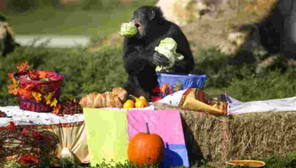 Un chimpancé, en West Palm Beach, Florida, en medio de las celebraciones del Día de Acción de Gracias.