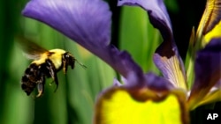 FILE - A bumble bee flies toward a flower in Springfield, Illinois, May 15, 2012 