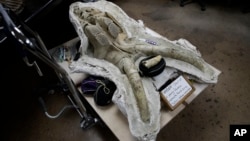 Salah satu fosil tulang tengkorak anak mammoth yang ditemukan di bawah kota Los Angeles, California.