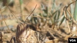 A locust in its grassland habitat - a heavily-grazed field in Inner Mongolia.