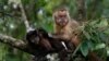 Des singes se tiennent sur une branche du parc Machia à Villa Tunari, en Bolivie, le 3 janvier 2015,. Le parc Machia est un refuge d'État pour la faune dans le département de Cochabamba, et est le début de la section bolivienne de la forêt amazonienne. (Photo AP / Juan Karita)