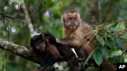 Des singes se tiennent sur une branche du parc Machia à Villa Tunari, en Bolivie, le 3 janvier 2015,. Le parc Machia est un refuge d'État pour la faune dans le département de Cochabamba, et est le début de la section bolivienne de la forêt amazonienne. (Photo AP / Juan Karita)