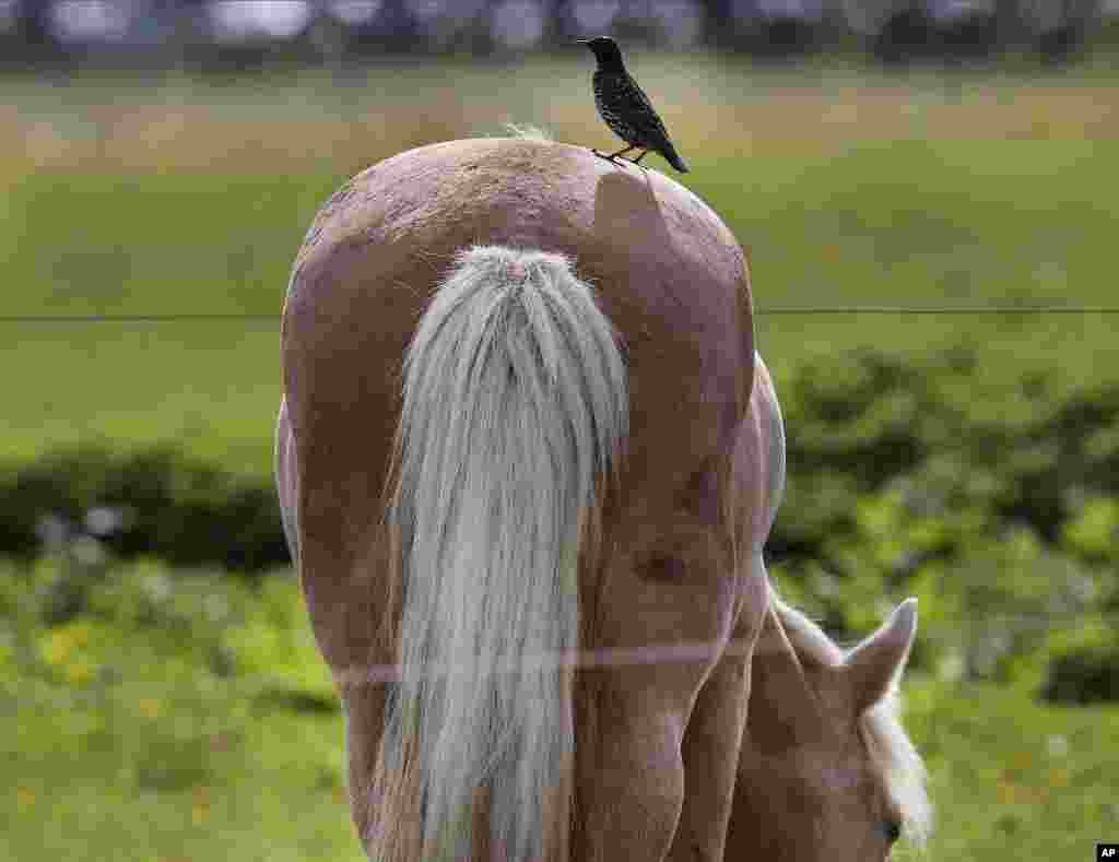 A bird sits on the back of an grazing Iceland horse in a paddock near Frankfurt, Germany.