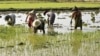 11-03-2014 Eco Rice Production