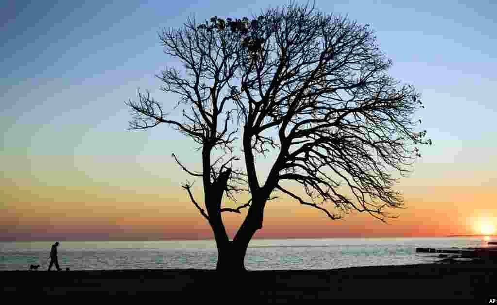 A man walks his dog near an Ombu tree in the coast of Montevideo, Uruguay, Aug. 23, 2016.