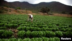 A farmer checks for bagrada hilaris, also known as painted bugs, on his lettuce at a farm in Penaflor, near Santiago, Chile, April 7, 2017.