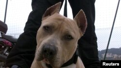 A pitbull sits attentively during an education program in a poor suburban area of Nice, March 18. [Nice Mayor Jacques Peyrat] has launched this canine education campaign following a recent law restricting the possession and the breeding of pitbulls and o