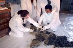 Russian scientists Olga Potapova of Saint Petersburg's Zoological Institute and Innokenty Pavlov from the Academy of Sciences, Yakutia, performing initial tests on Sasha, the world's only baby woolly rhino, preserved tens of thousands of years by the Sibe