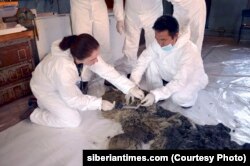 Russian scientists Olga Potapova of Saint Petersburg's Zoological Institute and Innokenty Pavlov from the Academy of Sciences, Yakutia, performing initial tests on Sasha, the world's only baby woolly rhino, preserved tens of thousands of years by the Sibe