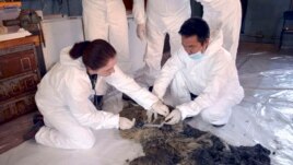 Russian scientists Olga Potapova of Saint Petersburg's Zoological Institute and Innokenty Pavlov from the Academy of Sciences, Yakutia, performing initial tests on Sasha, the world's only baby woolly rhino, preserved tens of thousands of years by the Sibe