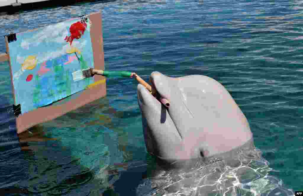 A Beluga paints a picture with a special paintbrush at the Hakkeijima Sea Paradise aquarium in Yokohama, suburban Tokyo, Japan.