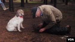 Dog trainer Jim Sanford searches for the truffle his Lagotto Romangnolo (Italian truffle dog) has just alerted him to. (VOA/T.Banse)