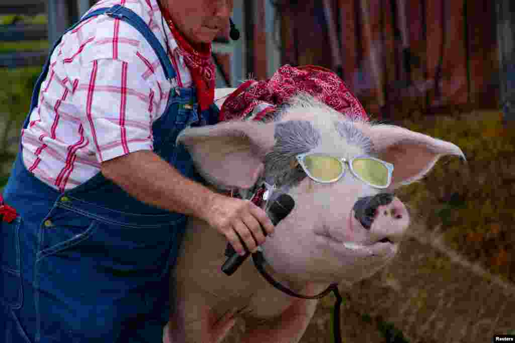 A farmer gives a pig a microphone &quot;to sing&quot; on the stage of The Pork Chop Revue comedy show at the 117th Kentucky State Fair in Louisville, Kentucky, Aug. 21, 2021.