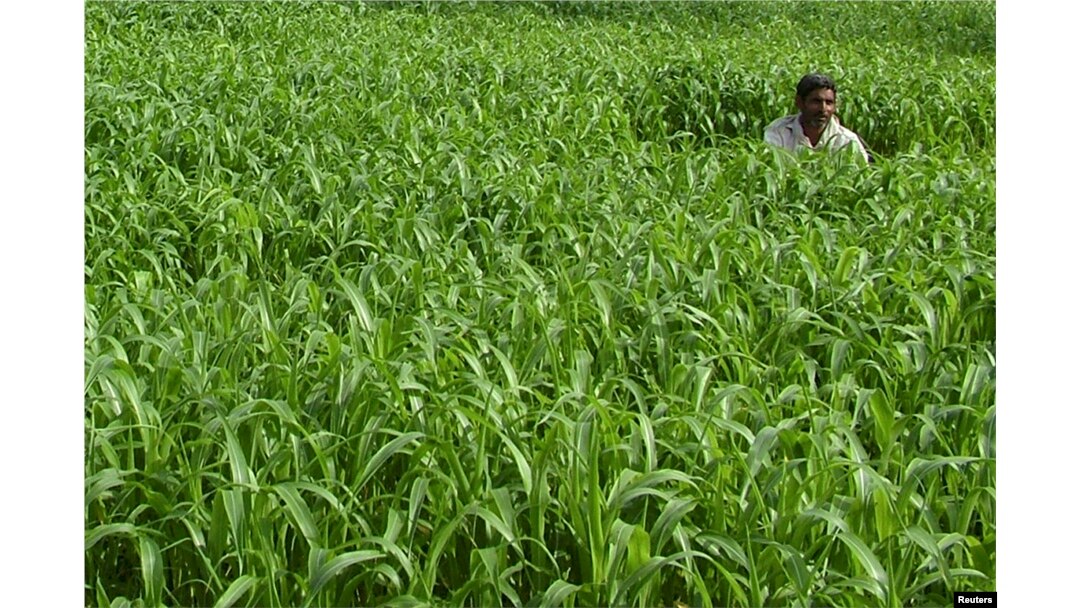 FILE - A farmer works in his millet field in the northern Indian city of Mathura, June 21, 2008.