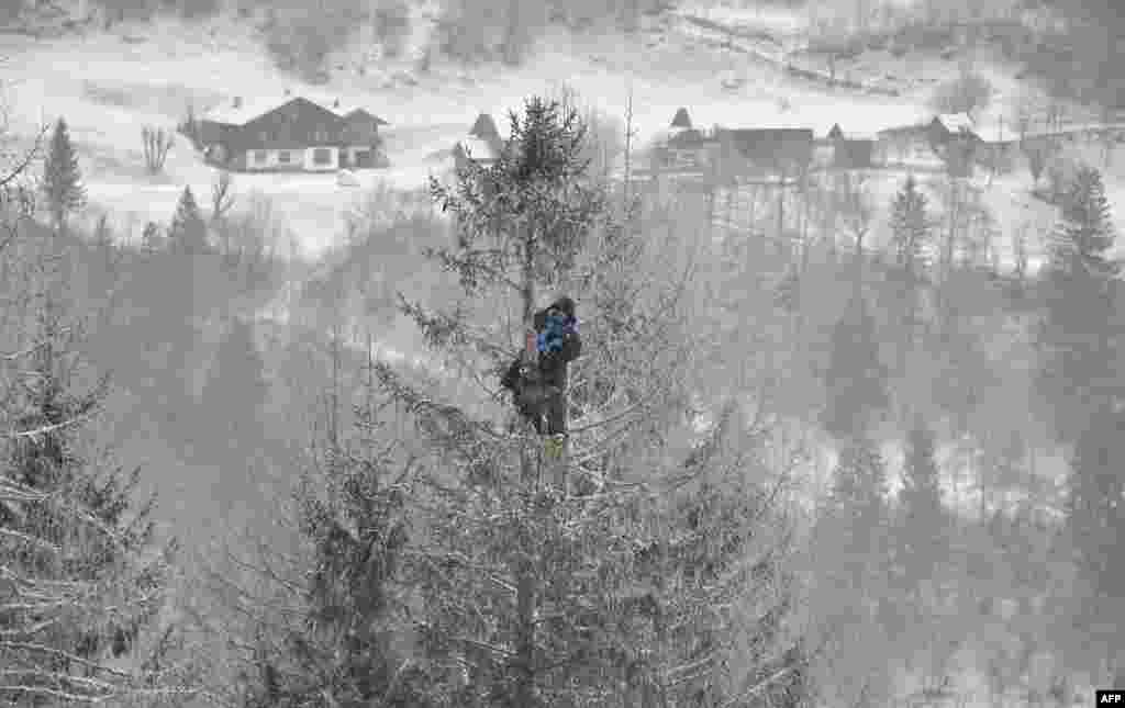 A coach found a position on a tree to watch the FIS Alpine World Cup Women downhill competition in Bad Kleinkirchheim, Austria.