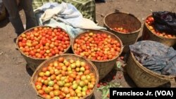 Bacias de tomate principal produto do Dombo Grande