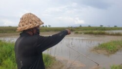 Petani menunjuk areal persawahan yang terendam oleh luapan Danau Poso di Desa Meko, Kecamatan Pamona Barat, Kabupaten Poso, Sulawesi Tengah. (Foto: VOA/Yoanes Litha)