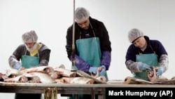 In this February 11, 2020, photo, Asian carp are processed at Two Rivers Fisheries in Wickliffe, Kentucky.