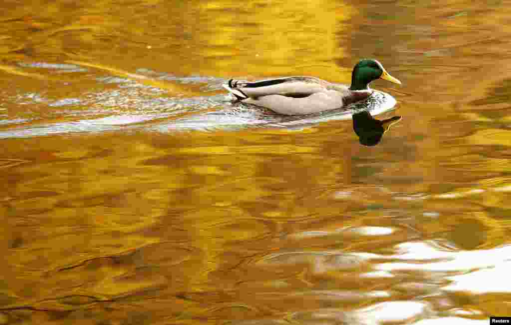 A duck swims on Loch Faskally as the water reflects autumn leaves in Pitlochry, Scotland.