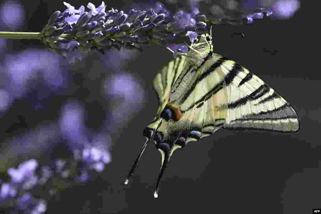 A Machaon (Papilio machaon) butterfly gather pollen from a lavender flower, July 7, 2019, in Chisseaux near Tours, central France.