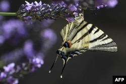 A Machaon butterfly gathers pollen from a lavender flower, on July 7, 2019, in Chisseaux near Tours (central France).