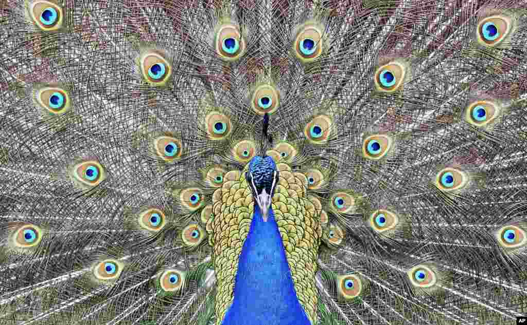 طاووس زیبا، پرهای رنگارنگ خودش را نمایش می دهد. دویسبرگ،&nbsp; آلمان.