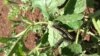 Southern Africa Battles Armyworm Invasion