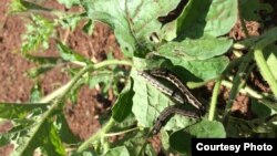 FILE - A squirm of armyworms are seen destroying plants in Cambodia. (Courtesy: Ministry of Agriculture's General Department of Agriculture)