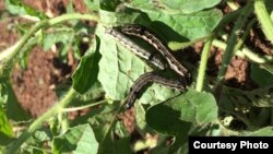 A squirm of army worms are seen destroying a water melon farm in Cambodia. (Courtesy photo: Ministry of Agriculture's General Department of Agriculture).
