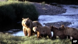 Una manada de osos grizzlis en el parque nacional Yellowstone, parecidos a los que este viernes atacaron a un turista en Alaska.