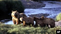 Seekor induk beruang bersama anak-anaknya (foto: ilustrasi). 
