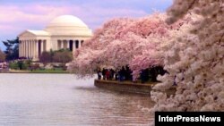 ດອກ Sakura ກຳລັງເບັ່ງບານ ທີ່ ນະຄອນຫລວງ ວໍຊິງຕັນ ດີ.ຊີ