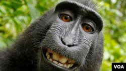 Photo uniquement à titre d’illustration montrant le singe qui avait pris un selfie, l'affaire ayant provoqué une controverse autour des droits d’auteur.