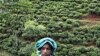 Climate Change Impacts India's Tea-Growing Region