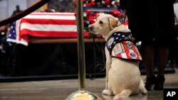 Sully, former President George H.W. Bush's service dog, pays his respect to President Bush as he lie in state at the U.S. Capitol in Washington, Dec. 4, 2018. 