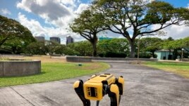 There are about 500 Spot robots in use. Perry said they are used by companies to inspect areas with dangerous levels of electricity. Spot is also used in building sites, mines and factories. Spot, a robotic Honolulu police dog, stands outside department headquarters on Friday May 14, 2021. (AP Photo/Jennifer Sinco Kelleher)