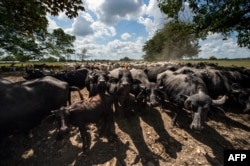 Buffalos and cows remain at a ranch in San Silvestre, Barinas State, Venezuela, Nov. 28, 2018.