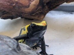 Jenis katak beracun koleksi Kebun Binatang Oakland, Poison Dart Frog. (Facebook/Ashley O-OakZoo)