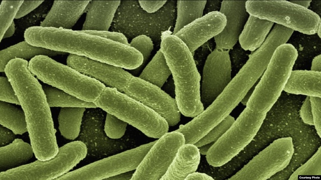 The e-coli bacteria could be identified and treated more quickly with new device.