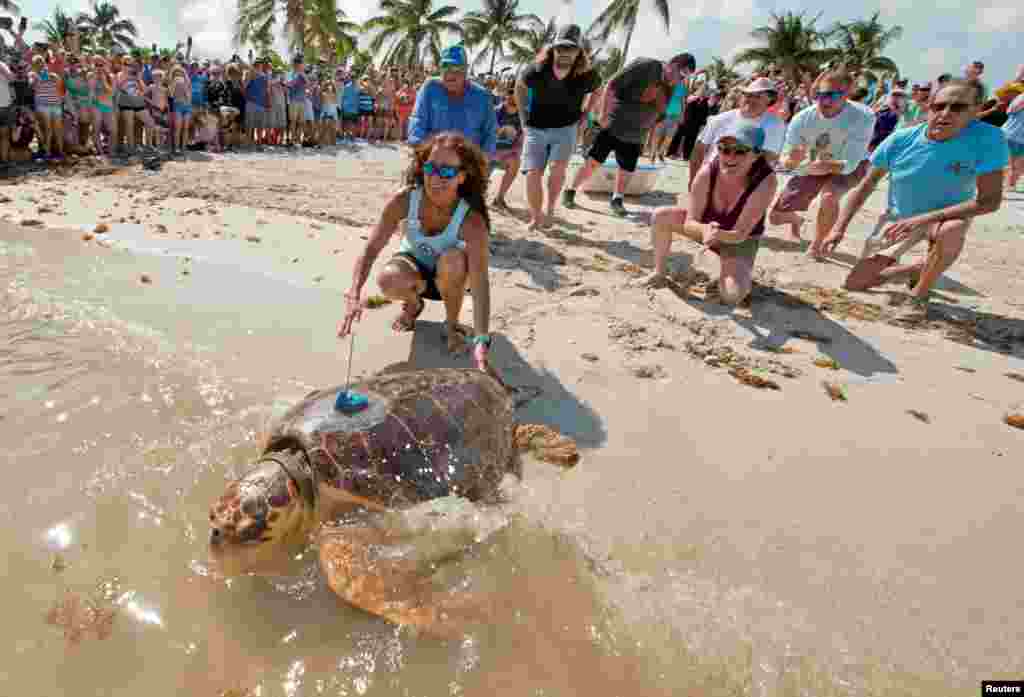 An adult male loggerhead sea turtle, equipped with a satellite tag to track migratory patterns, is released into the Atlantic Ocean at Sombrero Beach, May 7, 2019, after convalescing since early February at the Florida Keys-based Turtle Hospital following surgeries to remove a fish hook.