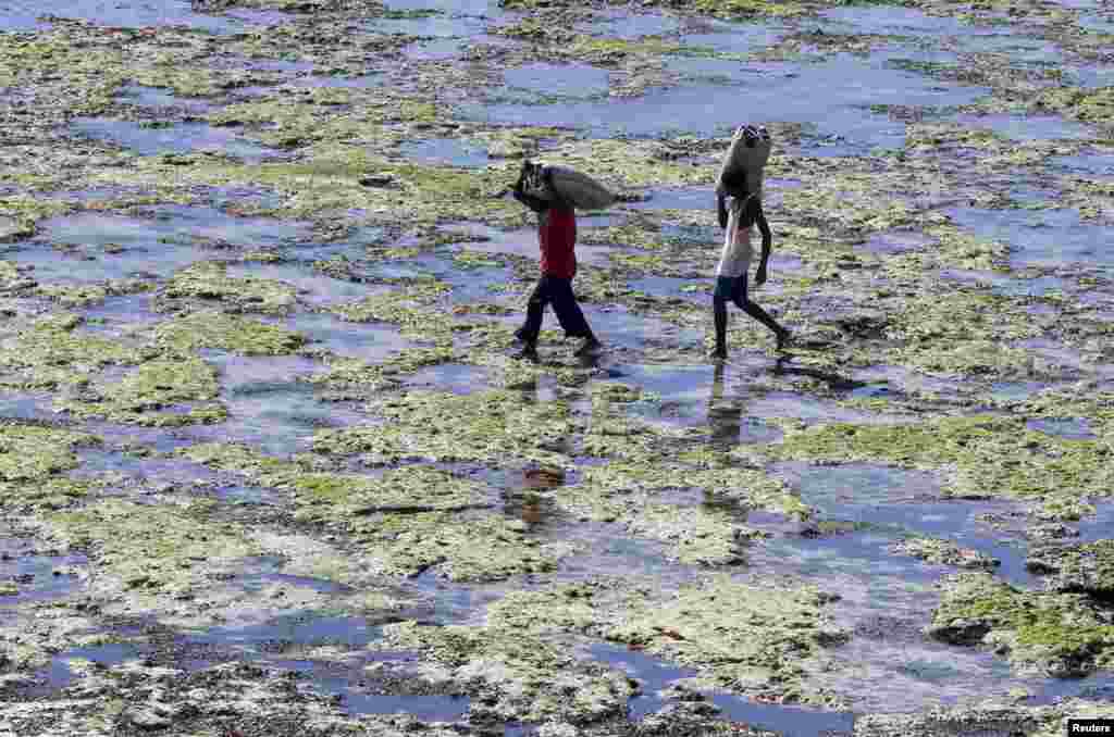 Dua pria membawa karung berisi kerang di pantai Diani, Samudra Hindia, Kenya, sekitar 30 km selatan kota Mombasa.