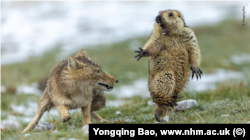 Yongqing Bao's picture of a standoff between a Tibetan fox and a marmot, taken at China's Qilian Mountains National Nature Reserve.