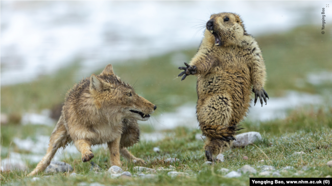 Yongqing Bao's picture of a standoff between a Tibetan fox and a marmot, taken at China's Qilian Mountains National Nature Reserve.