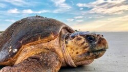 Foto yang disediakan oleh Departemen Sumber Daya Alam Georgia, kura-kura kembali ke laut setelah bersarang di Pulau Ossabaw, Georgia, 5 Juli 2019. (Departemen Sumber Daya Alam Georgia melalui AP)