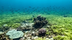 A shoal of fish swim over seagrass on the Saya de Malha Bank within the Mascarene plateau, Mauritius March 20, 2021. Tommy Trenchard/Greenpeace/Handout via REUTERS