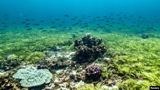 A shoal of fish swim over seagrass on the Saya de Malha Bank within the Mascarene plateau, Mauritius March 20, 2021. Tommy Trenchard/Greenpeace/Handout via REUTERS